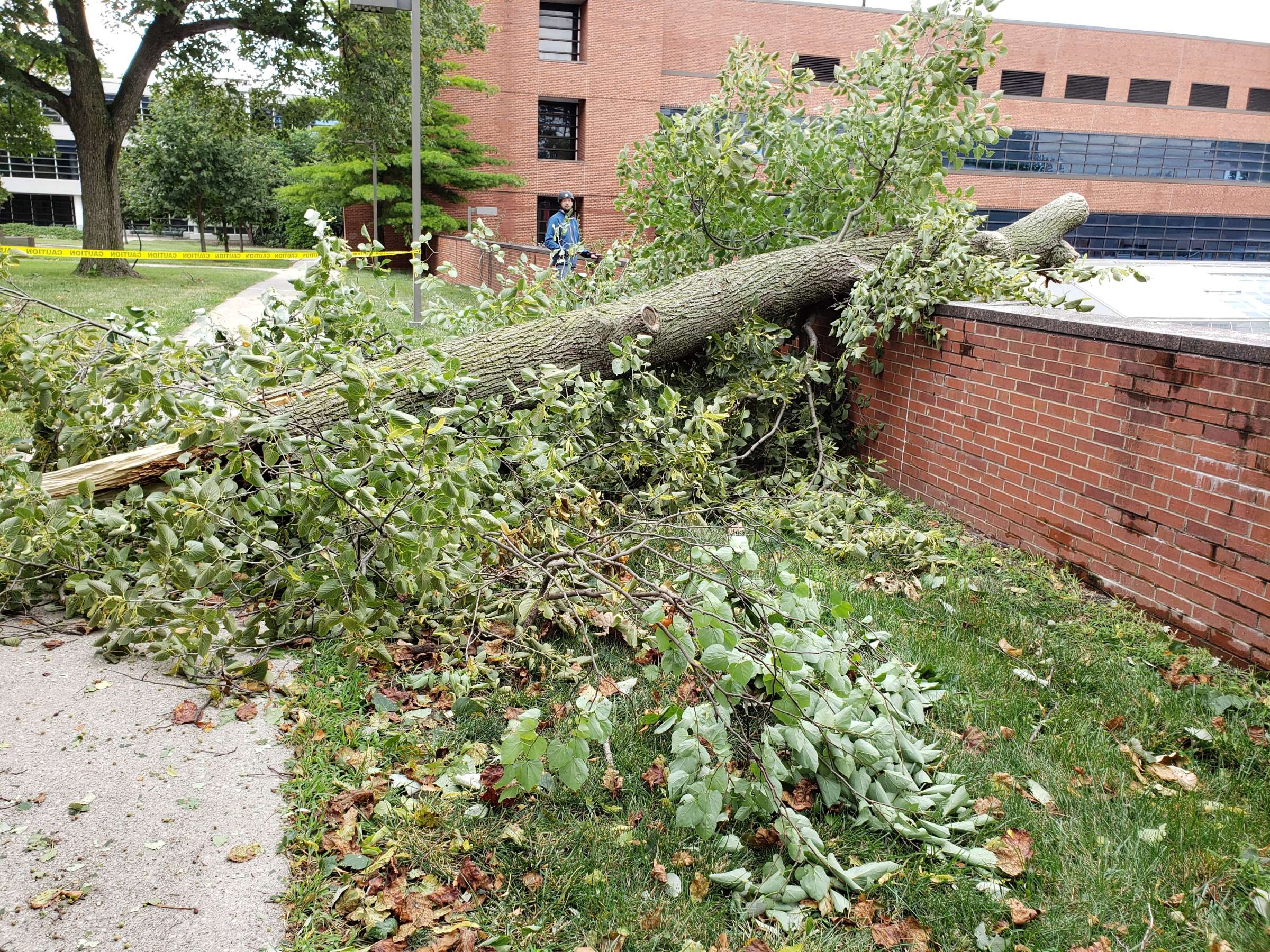 Fallen tree at Agronomy Hall at Iowa State University